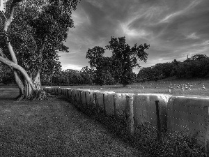 fence, Sheep, trees, viewes, Sky