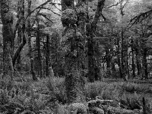 Beatyfull, forest, fern, Green