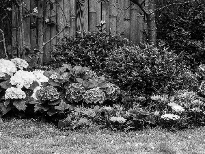 flower-bed, Bush, fern, Flower