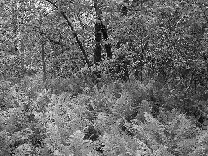 trees, forest, Bush, fern, viewes, green ones