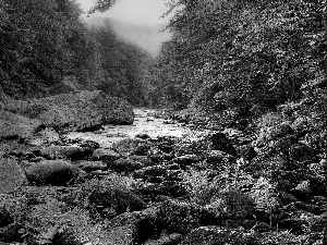 fern, Fog, River, Stones, forest