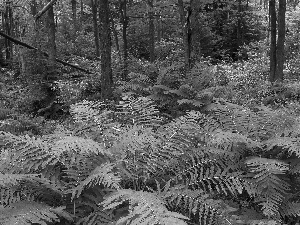 forest, fern