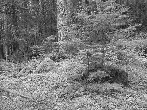 forest, fern