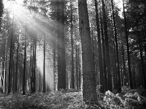 forest, sun, fern, rays