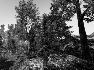 fern, graphics, viewes, Stones, trees