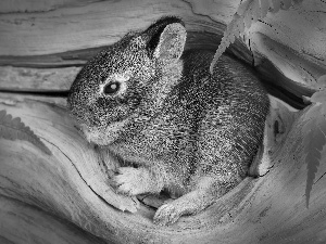 Wild Rabbit, hole, Leaf, small, trees, camouflage, Fern