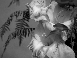 fern, Orange, gladioli