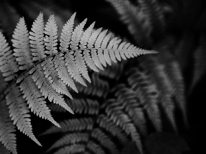 Leaf, fern