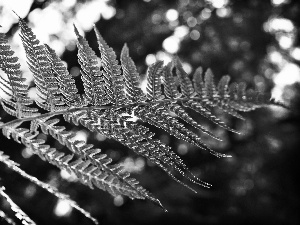 leaf, fern