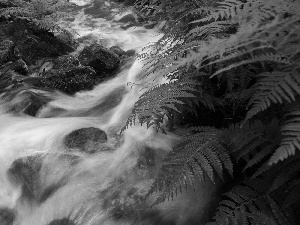 mountainous, Stones, fern, stream