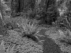 fern, forest, Path