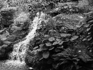 fern, Plants, waterfall, rocks, small