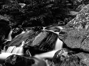 fern, stream, Stones