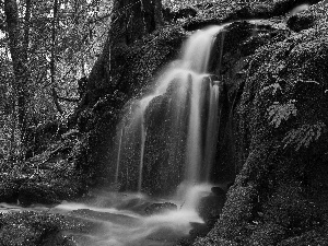 waterfall, mosses, fern, forest