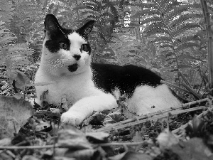 white, kitten, Fern, Black