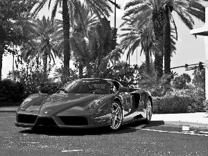 Palms, Red, Ferrari Enzo