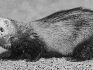 young, ferret