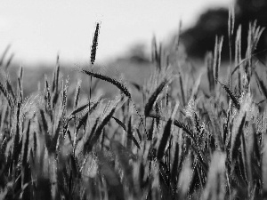 Field, Lany, cereals