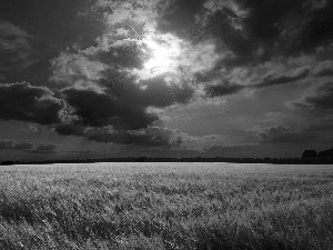 field, cereals, sun, clouds, west