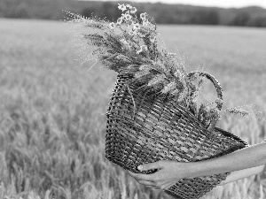 chamomile, basket, Field, corn