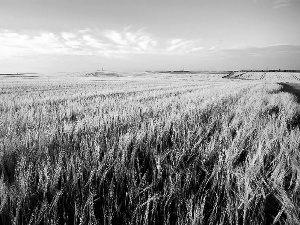 corn, Field