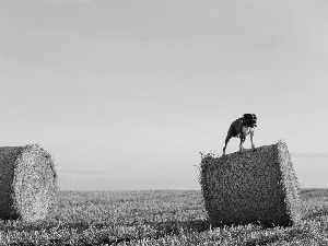 dog, Sky, Field, boxer