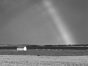 rape, Great Rainbows, Field