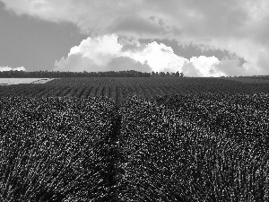 field, clouds, lavender