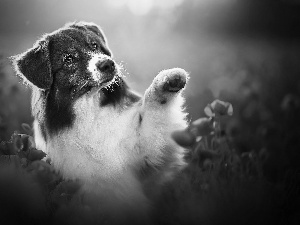 dog, Field, papavers, Australian Shepherd