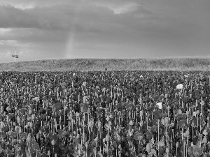 Great Rainbows, papavers, field