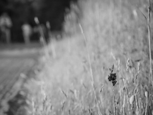 Way, red weed, Field