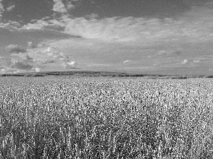 Field, summer, rye