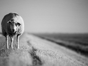 sheep, Field