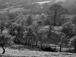 Field, Hill-side, trees, viewes, Spring