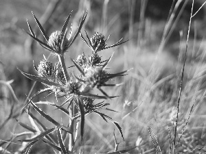 teasel, field