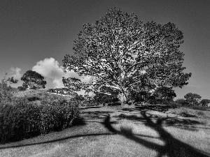 Field, trees, viewes