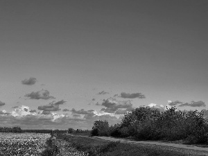 Way, viewes, Field, trees