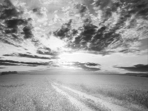 west, clouds, field, sun