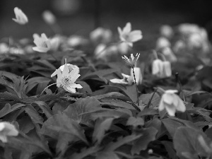 White, Yellow, fig buttercup, anemone