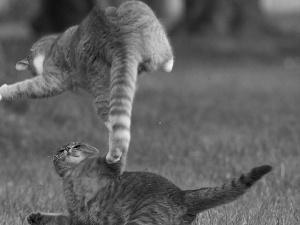 cats, Fight