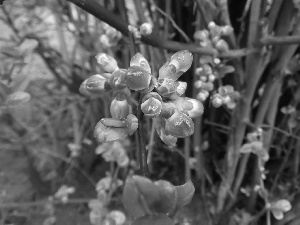 figs, Buds, Floral