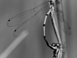 wings, dragon-fly, fine