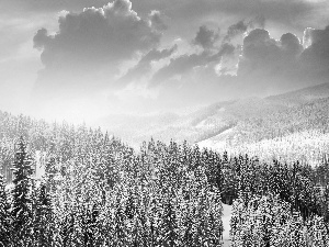 Fir, winter, Mountains