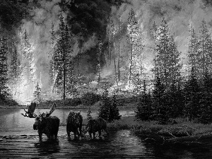 fire, elks, forest