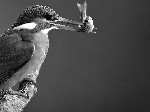 kingfisher, Fish