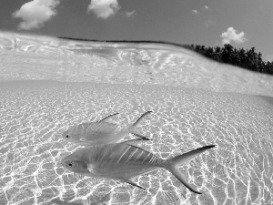 fish, Laguna, Ocean