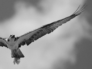 osprey, booty, fish, wings