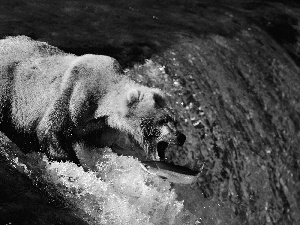 fish, Bear, River