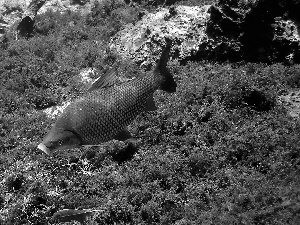 sucuri, Grosso, Curimbata, River, Mato, fish, VEGETATION