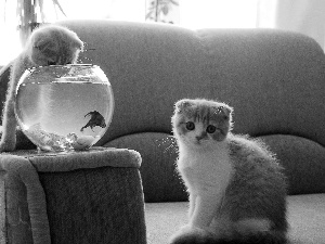 Two cars, aquarium, fishes, puss